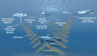 gemi kaynaklı sesin deniz canlılarına etkisi